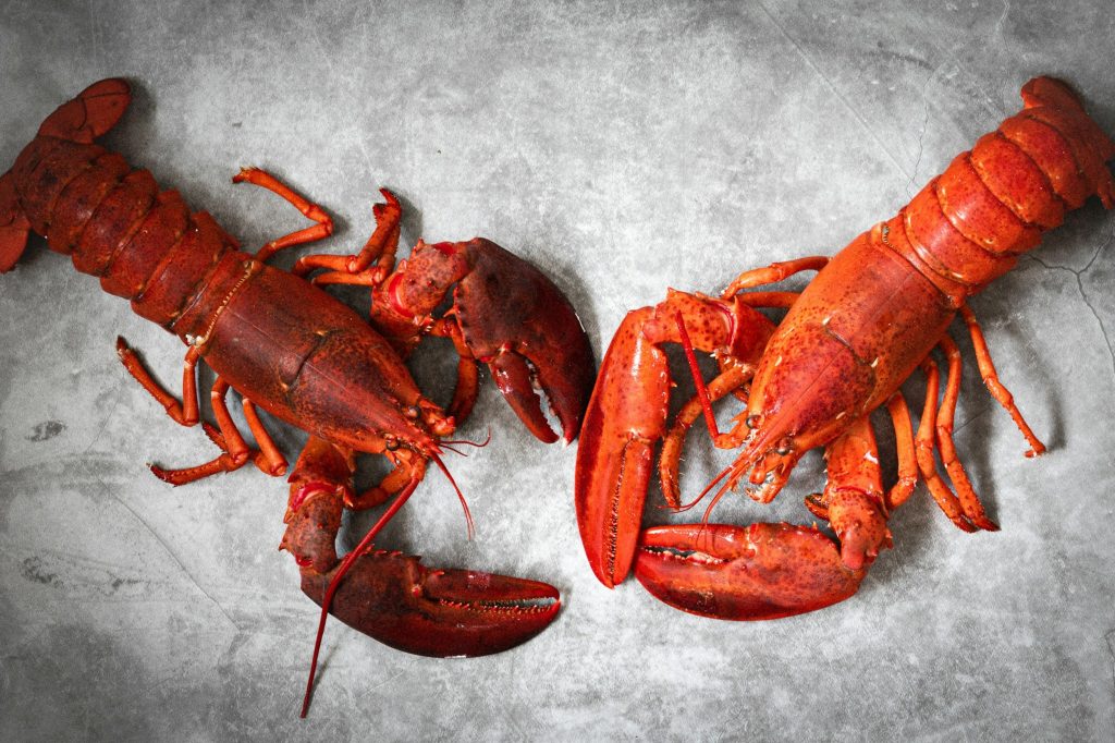 How Do Lobsters Communicate? Know The Incredible Facts About The Delicious Lobsters