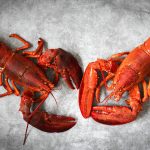 How Do Lobsters Communicate? Know The Incredible Facts About The Delicious Lobsters