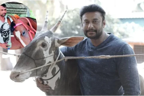 Darshan Thoogudeepa's farmhouse near Mysuru